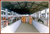 Visits the BAPS gaushala