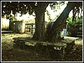Tree under which Neelkanth meditated in Loj