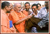 Swamishri praises the pedigree of the foal by virtue of its ears that touch each other