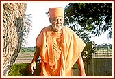 ... performs pradakshina of the tamarind tree sanctified by Shastriji Maharaj