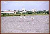 The migratory flamingos at 'Yagnapurush Sarovar'